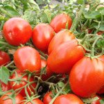 Томат Одета /25 г/ *Moravoseed*