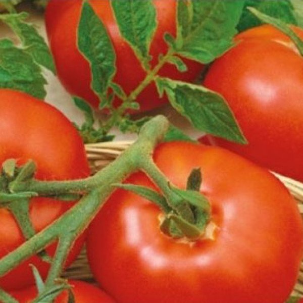 Насіння томату Палава F1 /500 насінин/ *Moravoseed*