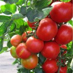 Томат Педро F1 /500 насінин/ *Moravoseed*