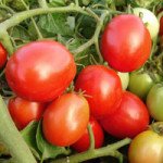 Томат Галера (Самсон) /25 г/ *Moravoseed*