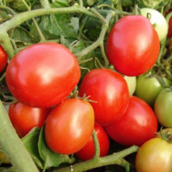 Томат Галера (Самсон) /25 г/ *Moravoseed*