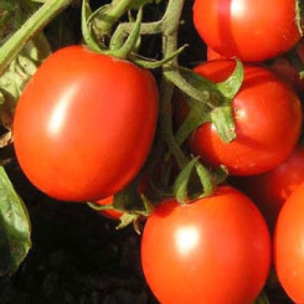 Семена томата Тастиер F1 /500 семян/ *Moravoseed*