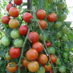 Томат Шерола F1 /500 насінин/ *Moravoseed*