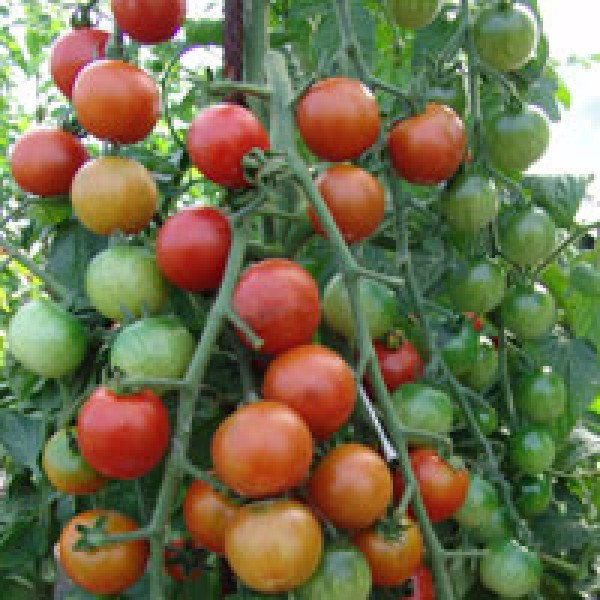 Семена томата Шерола F1 /500 семян/ *Moravoseed*