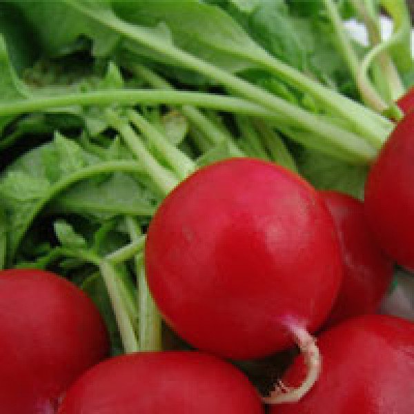 Семена редиса Эстер /250 г/ *Moravoseed*