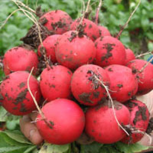 Семена редиса Фараон /250 г/ *Moravoseed*