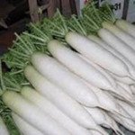 Редька Астор /10.000 семян/ *Moravoseed*