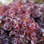 Салат Верала /10.000 семян/ *Moravoseed*