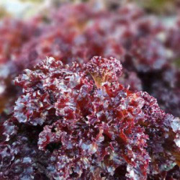 Насіння салату Верала /10.000 насінин/ *Moravoseed*