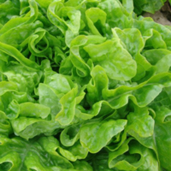 Насіння салату Дубачок /10.000 насінин/ *Moravoseed*