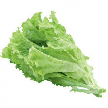 Салат Камелот /10.000 семян/ *Moravoseed*