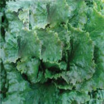 Салат Кутз /10.000 семян/ *Moravoseed*