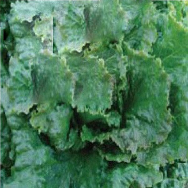 Насіння салату Кутз /10.000 насінин/ *Moravoseed*