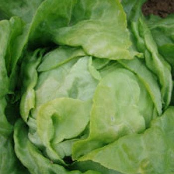 Салат Ленто /10.000 семян/ *Moravoseed*