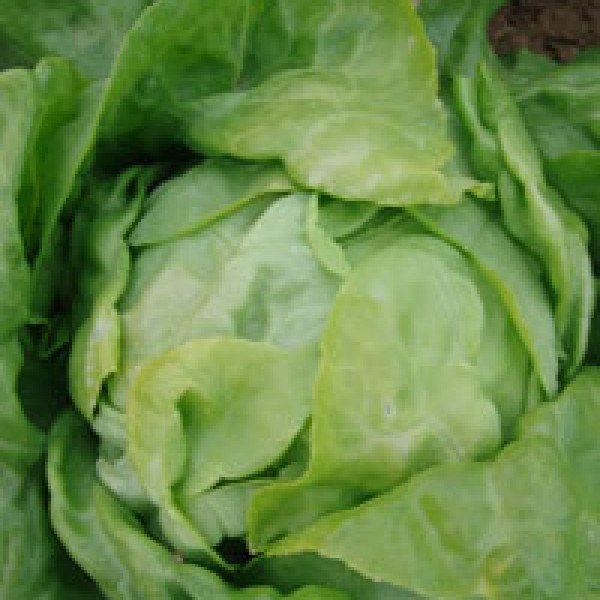 Насіння салату Ленто /10.000 насінин/ *Moravoseed*