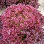 Салат Николай /10.000 семян/ *Moravoseed*