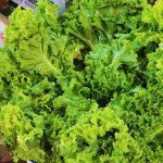 Салат Пражан /10.000 семян/ *Moravoseed*