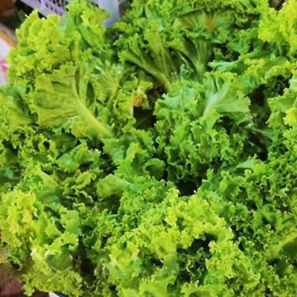 Насіння салату Пражан /10.000 насінин/ *Moravoseed*