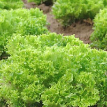 Салат Рекорд /10.000 семян/ *Moravoseed*