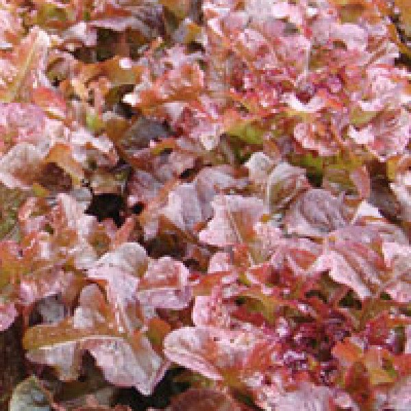 Насіння салату Редін (Робін) /10.000 насінин/ *Moravoseed*