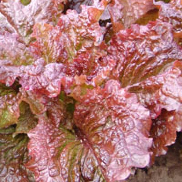 Насіння салату Росела /10.000 насінин/ *Moravoseed*