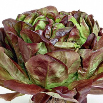 Салат Сагим /10.000 семян/ *Moravoseed*