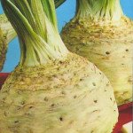 Селера коренева Албін /10.000 насінин/ *Moravoseed*