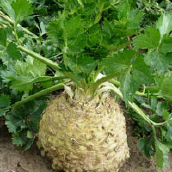 Насіння селери кореневої Астерікс F1 /10.000 насінин/ *Moravoseed*