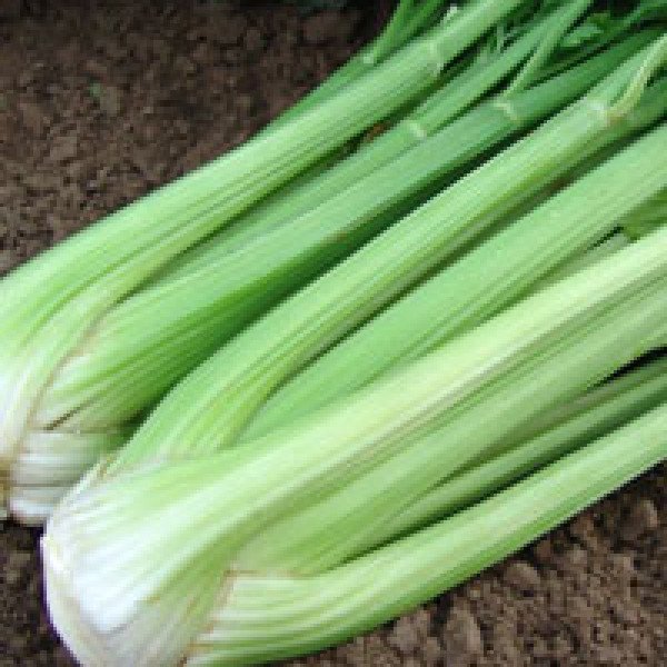 Насіння селери черешкової Малахіт /10.000 насінин/ *Moravoseed*