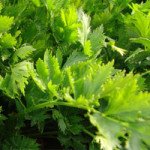 Сельдерей листовой Эмна /10.000 семян/ *Moravoseed*