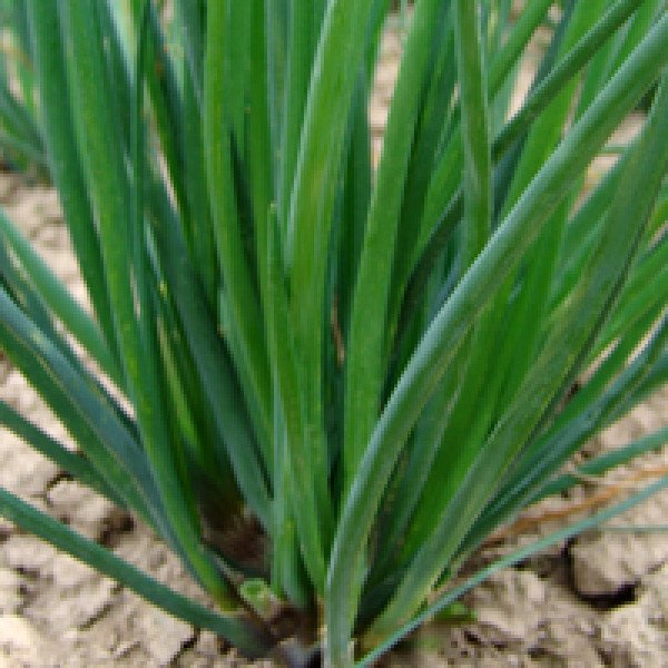 Семена лука-шнитт Богемия (Эльвира) /25.000 семян/ *Moravoseed*