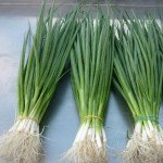 Цибуля на перо Ентіта /25.000 насінин/ *Moravoseed*