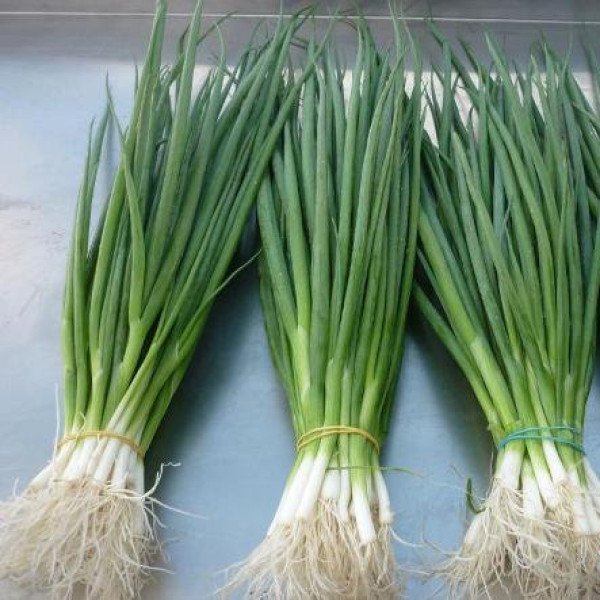 Семена лука на перо Энтита /25.000 семян/ *Moravoseed*