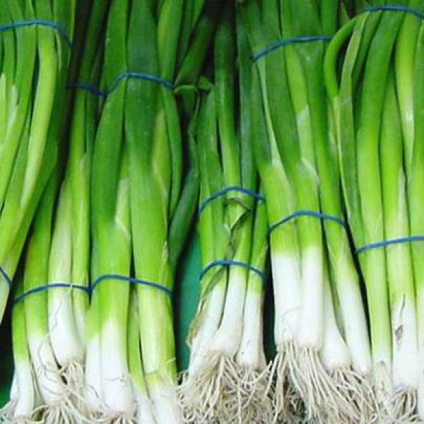 Насіння цибулі на перо Страда /25.000 насінин/ *Moravoseed*