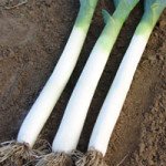 Лук-порей Голет /25.000 семян/ *Moravoseed*