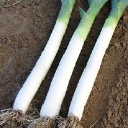 Цибуля-порей Голет /25.000 насінин/ *Moravoseed*