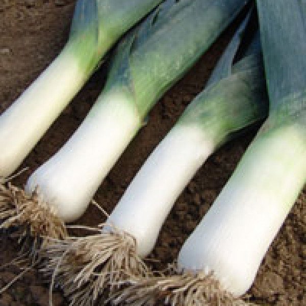 Семена лука-порей Титус /25.000 семян/ *Moravoseed*