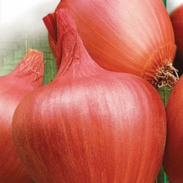 Насіння цибулі Амфора F1 /25.000 насінин/ *Moravoseed*