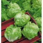 Салат качанный Тристан /10 г/ *Наско*