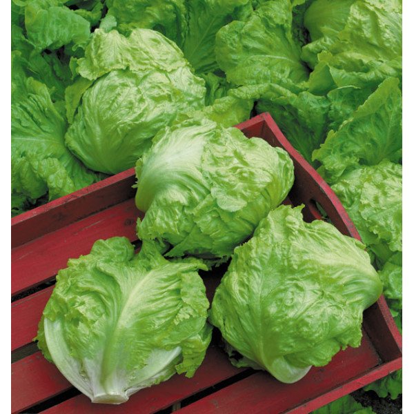 Насіння салату качанного Трістан/10 г/ *Наско*