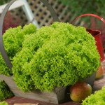 Салат Ізольда /10 г/ *Наско*