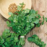 Кориандр Тесей /100 г/ *Наско*