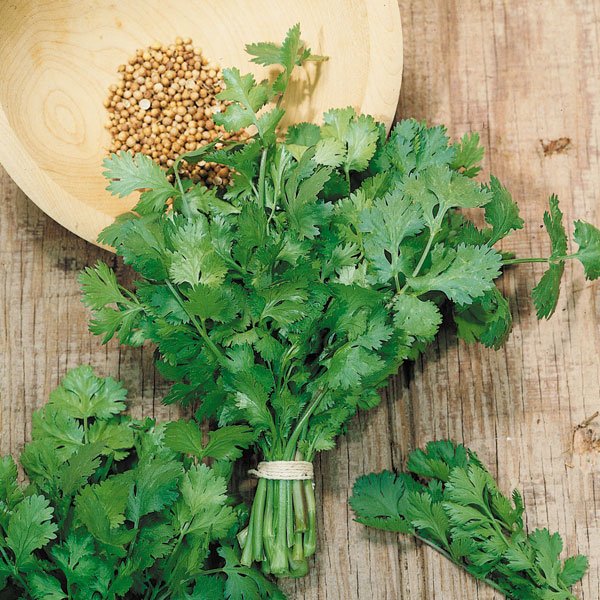 Насіння коріандру Тесей /100 г/ *Наско*