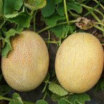 Дыня Карамель F1 /1.000 шт/ *Clause*