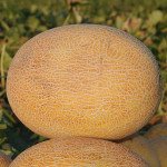 Дыня Карамель F1 /5.000 шт/ *Clause*
