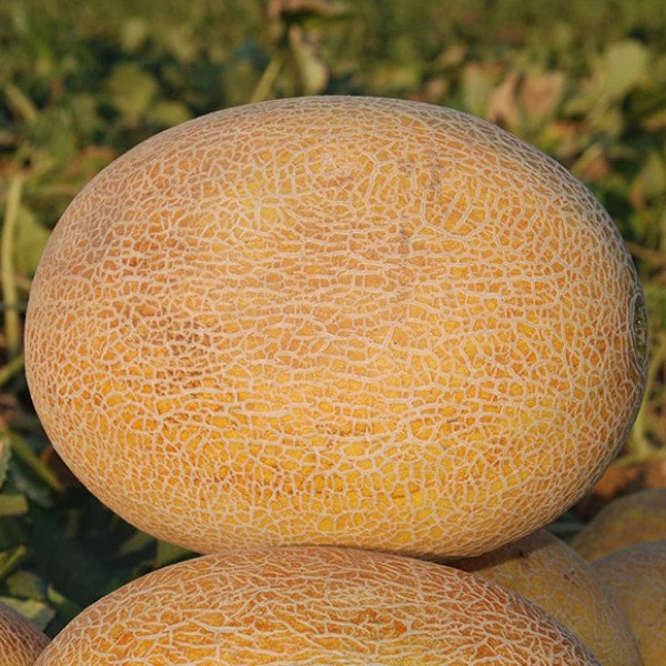 Насіння дині Карамель F1 /5.000 шт/ *Clause*