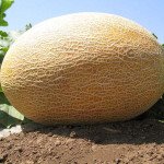 Дыня Амал F1 /1.000 шт/ *Clause*