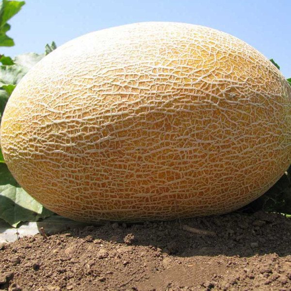 Насіння дині Амал F1 /5.000 шт/ *Clause*