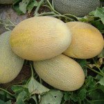 Дыня Мае F1 /500 шт/ *Clause*