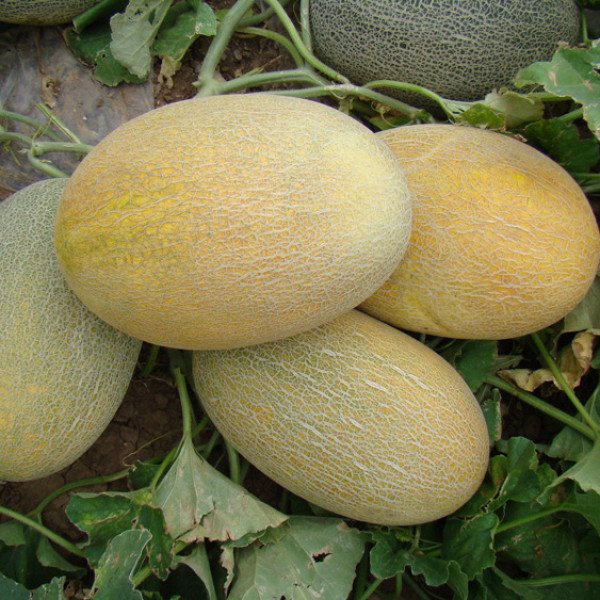 Насіння дині Мае F1 /500 шт/ *Clause*